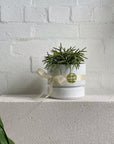 Cora Planter by The Plant Society in Quartz - Gloss - THE PLANT SOCIETY