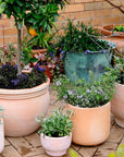 Terracotta Collection by The Plant Society - THE PLANT SOCIETY