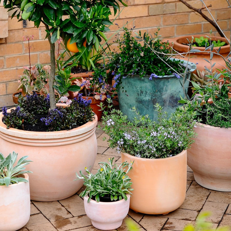 Terracotta Collection by The Plant Society - THE PLANT SOCIETY