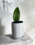 Whale Fin Sansevieria (Sansevieria Masoniana Masons Congo)