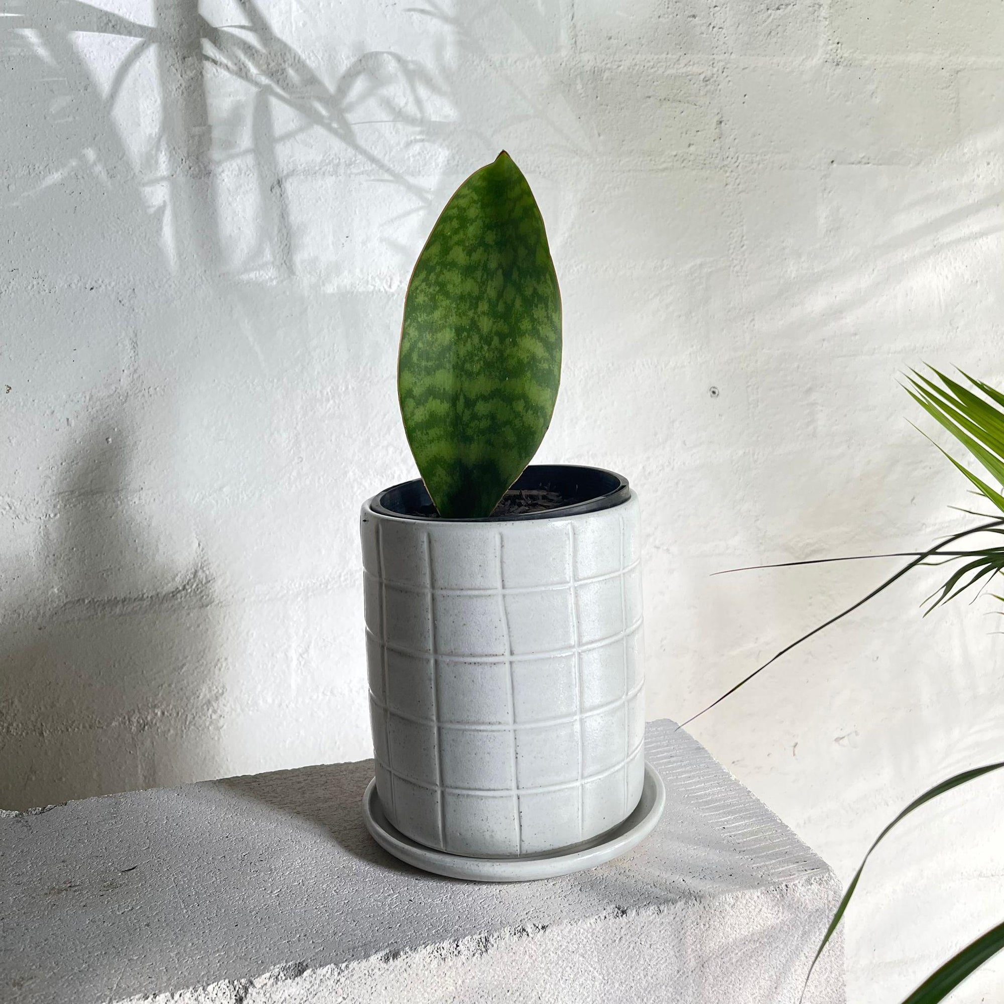 Whale Fin Sansevieria (Sansevieria Masoniana Masons Congo)