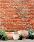 Terracotta Collection by The Plant Society - THE PLANT SOCIETY