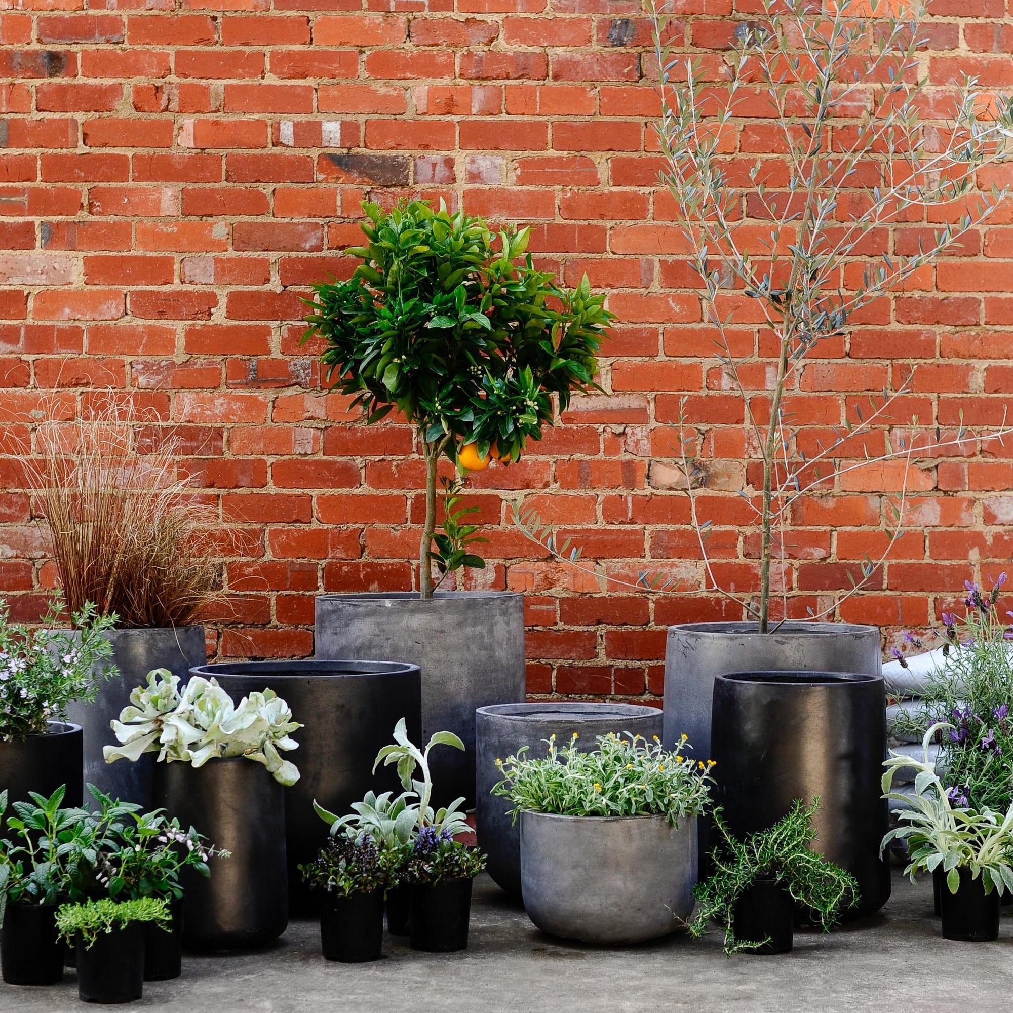 Urban &amp; Contemporary Collections by The Plant Society - THE PLANT SOCIETY