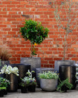 Urban & Contemporary Collections by The Plant Society - THE PLANT SOCIETY