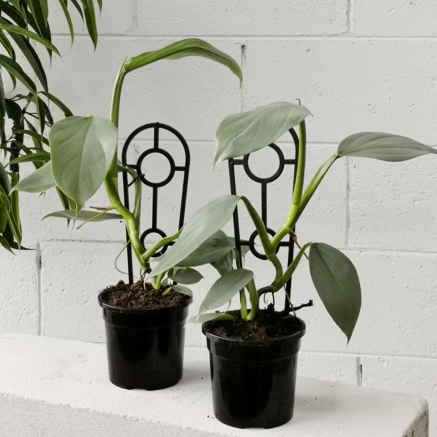 Philodendron Silver Sword (Philodendron hastatum) - THE PLANT SOCIETY