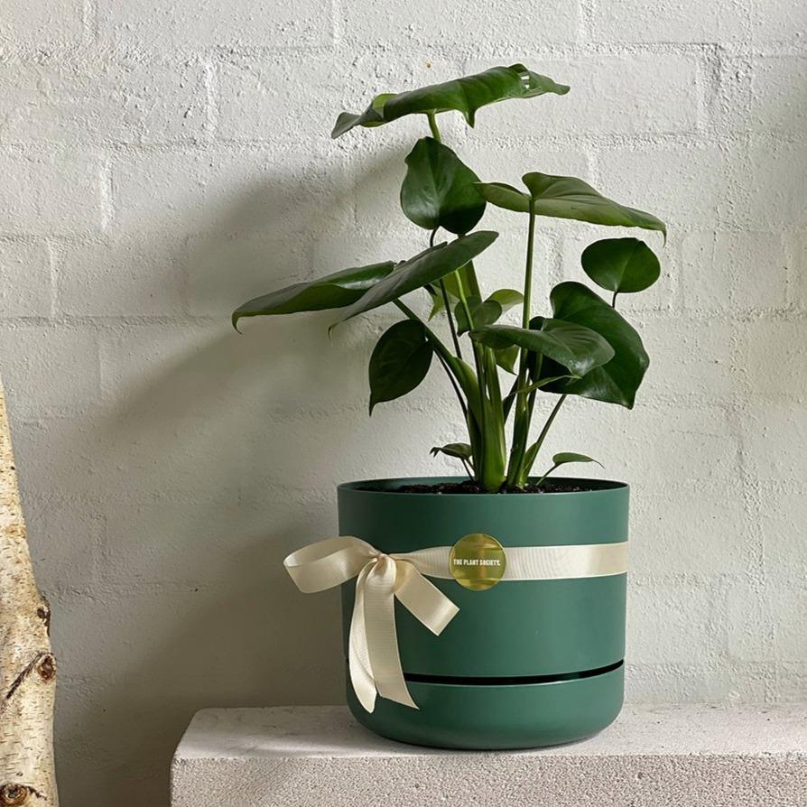 Fruit Salad Plant (Monstera deliciosa) in 250mm self watering planter - THE PLANT SOCIETY