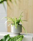 Grey Collectors Gro Pot by Angus & Celeste - THE PLANT SOCIETY