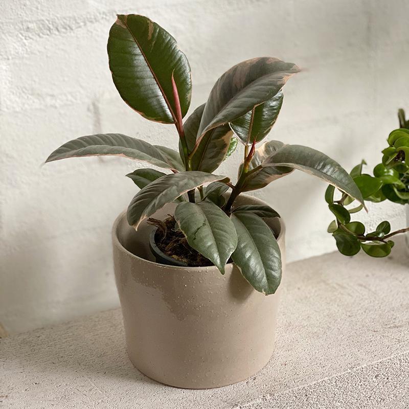 Variegated Rubber Plant (Ficus elastica &#39;Ruby&#39;)