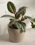 Variegated Rubber Plant (Ficus elastica 'Ruby')