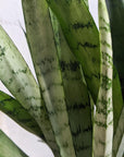 Snake Plant ( Sansevieria 'Silver Princess' )