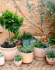 Terracotta Collection by The Plant Society - THE PLANT SOCIETY