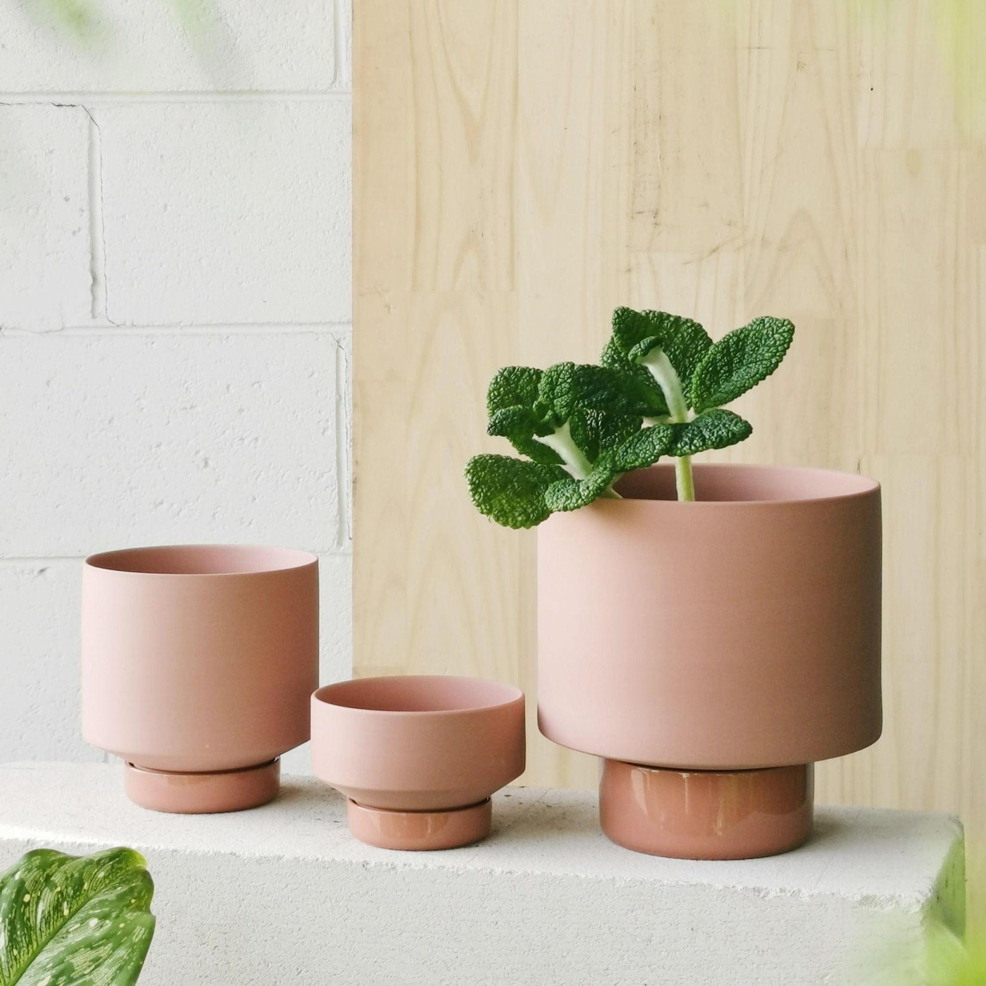 ochre plant pot Ochre Collectors Gro Pot by Angus & Celeste – THE PLANT SOCIETY
