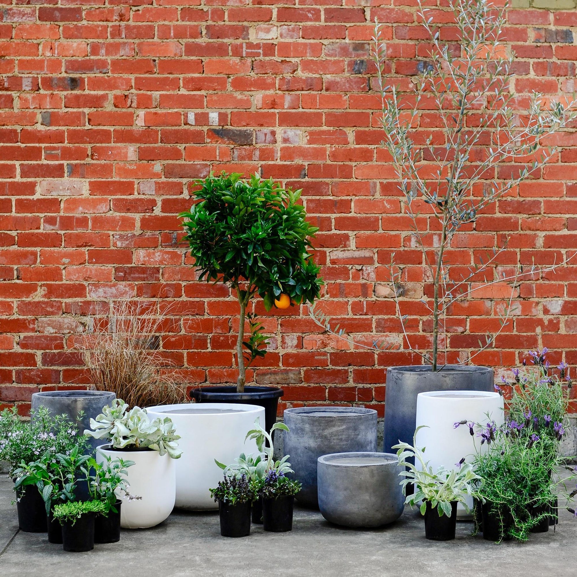 Urban &amp; Contemporary Collections by The Plant Society - THE PLANT SOCIETY