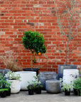 Urban & Contemporary Collections by The Plant Society - THE PLANT SOCIETY