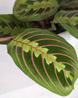 Red-veined Prayer Plant (Maranta leuconeura)