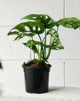Monkey Mask Plant (Monstera Adansonii) - THE PLANT SOCIETY