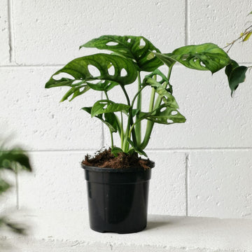 Monkey Mask Plant (Monstera Adansonii) - THE PLANT SOCIETY