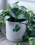 White Eyre Planter by The Plant Society - THE PLANT SOCIETY