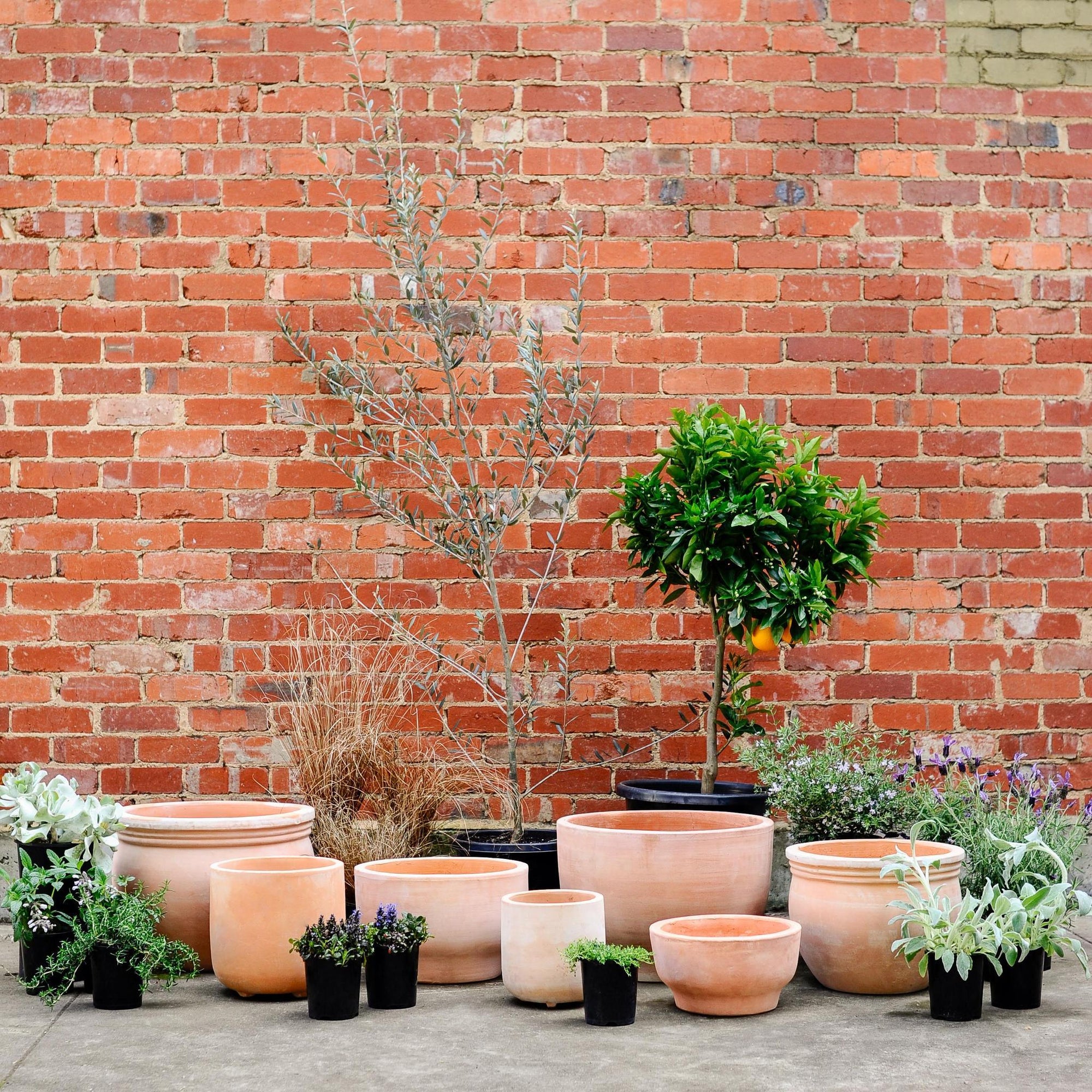 Terracotta Collection by The Plant Society - THE PLANT SOCIETY