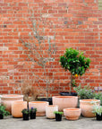 Terracotta Collection by The Plant Society - THE PLANT SOCIETY