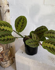 Red-veined Prayer Plant (Maranta leuconeura)