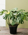 Variegated Monstera (Monstera deliciosa 'thai constellation') - THE PLANT SOCIETY