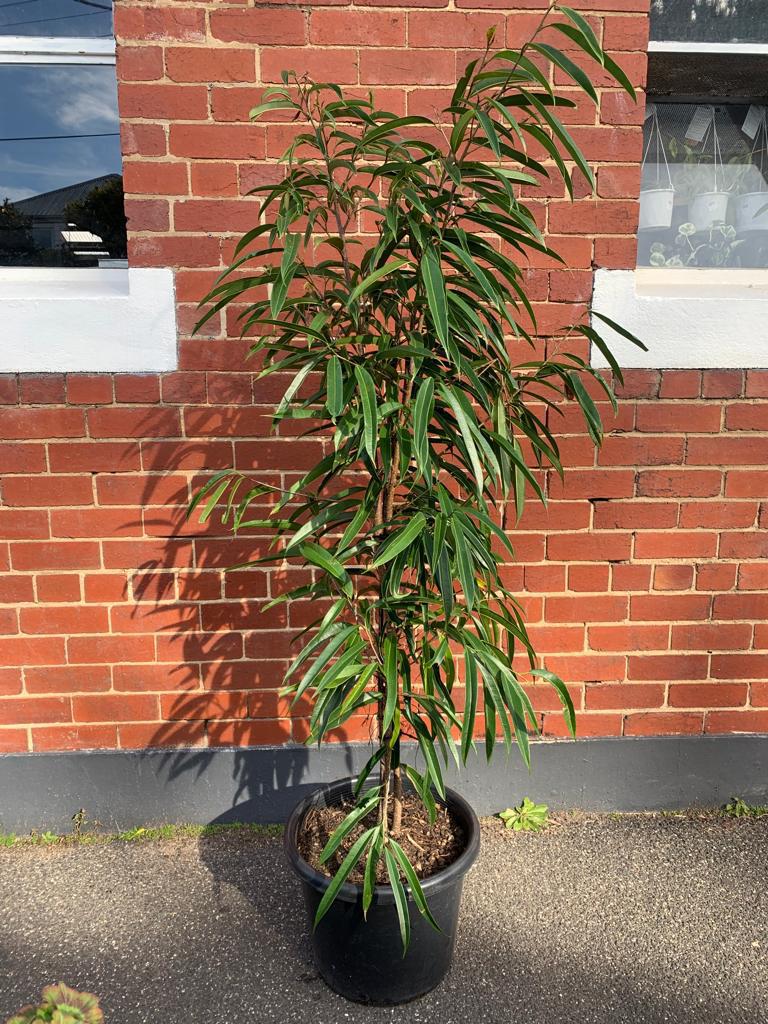 Ficus longifolia