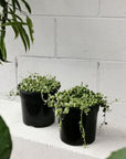 String Of Pearls (Senecio rowleyanus) - THE PLANT SOCIETY