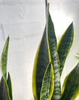 Snake Plant Yellow Edge (Sansevieria trifasciata 'Laurentii')