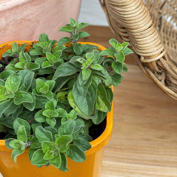 Oregano (CLICK & COLLECT and LOCAL DELIVERY IN MELBOURNE ONLY) - THE PLANT SOCIETY