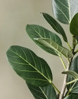 Ficus Audrey (Ficus benghalensis) - THE PLANT SOCIETY