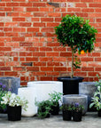 Urban & Contemporary Collections by The Plant Society - THE PLANT SOCIETY