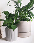 Peace Lily (Spathiphyllum) - THE PLANT SOCIETY