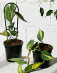 Philodendron Brasil (Philodendron hederaceum 'brasil') - THE PLANT SOCIETY