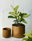 Variegated Rubber Plant (Ficus elastica'shivereana') - THE PLANT SOCIETY
