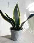 Snake Plant Thick Yellow Edge (Sansevieria trifasciata 'Black Gold')