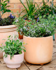 Terracotta Collection by The Plant Society - THE PLANT SOCIETY