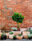 Terracotta Collection by The Plant Society - THE PLANT SOCIETY