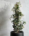 Chinese Star Jasmine (Trachelospermum jasminoides) - THE PLANT SOCIETY