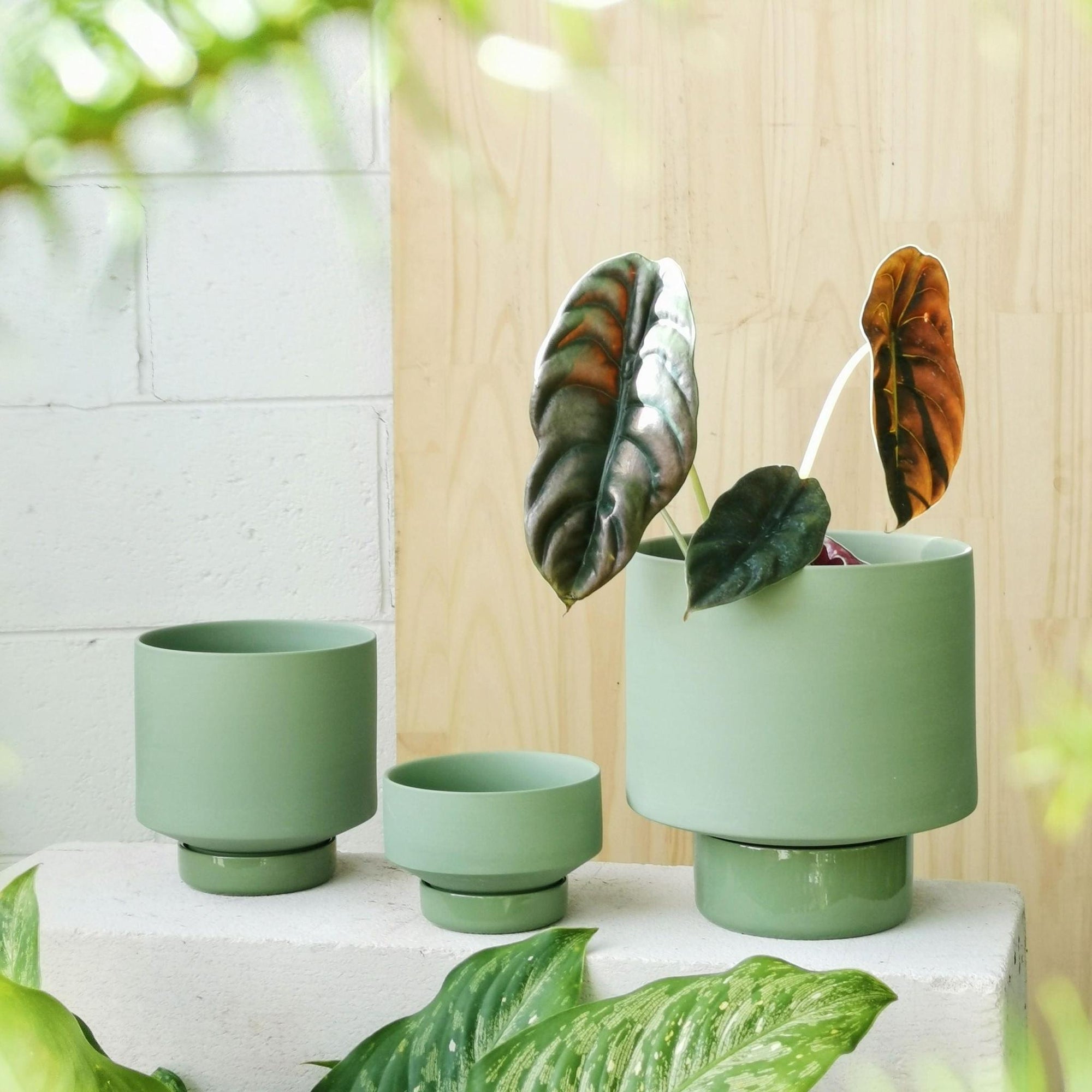 Olive Green Collectors Gro Pot by Angus &amp; Celeste - THE PLANT SOCIETY