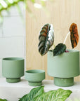 Olive Green Collectors Gro Pot by Angus & Celeste - THE PLANT SOCIETY