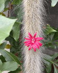 Monkey Tail Cactus (Cleistocactus colademononis) - THE PLANT SOCIETY