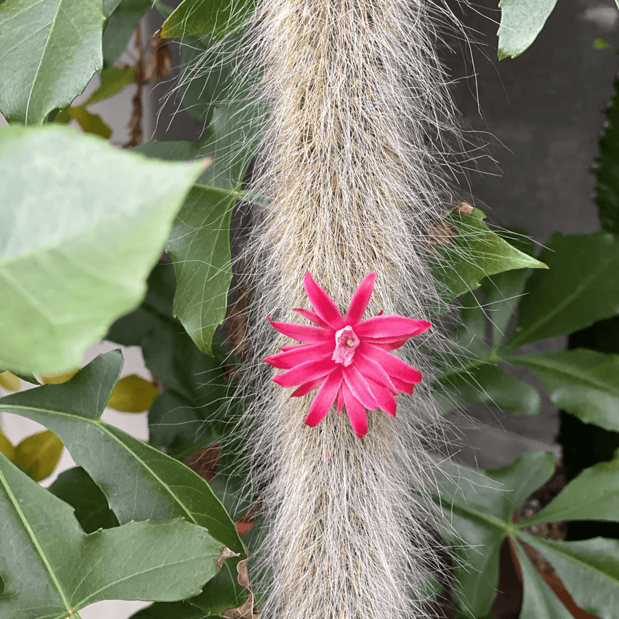 Monkey Tail Cactus (Cleistocactus colademononis) - THE PLANT SOCIETY