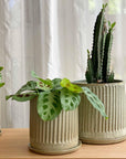 Olive Fluted Planter by Arcadia Scott
