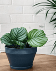 Peacock Plant (Calathea orbifolia) - THE PLANT SOCIETY