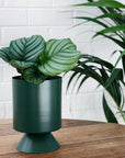 Small Palm Springs Planter by Lightly