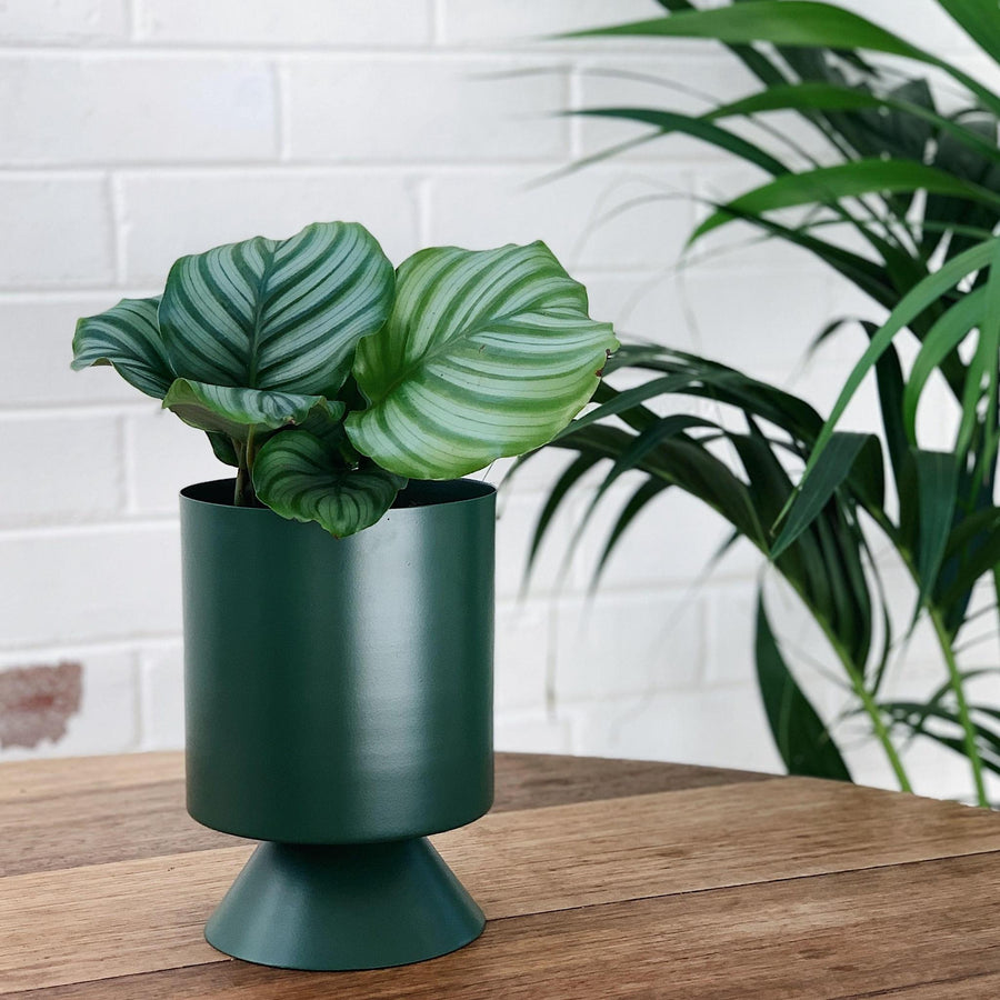 Small Palm Springs Planter by Lightly