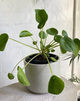 Chinese Money Plant (Pilea peperomioides) - THE PLANT SOCIETY