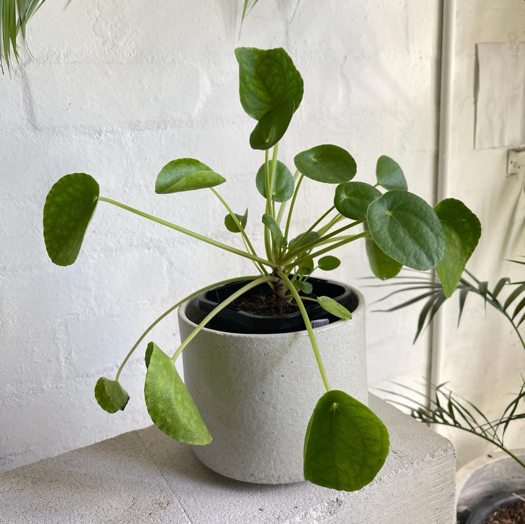 Chinese Money Plant (Pilea peperomioides)