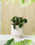 Soft Pink Collectors Gro Pot by Angus & Celeste - THE PLANT SOCIETY